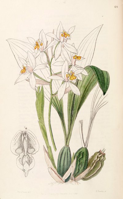 Coelogyne nitida (als syn. Coelogyne ochracea) door Miss Drake